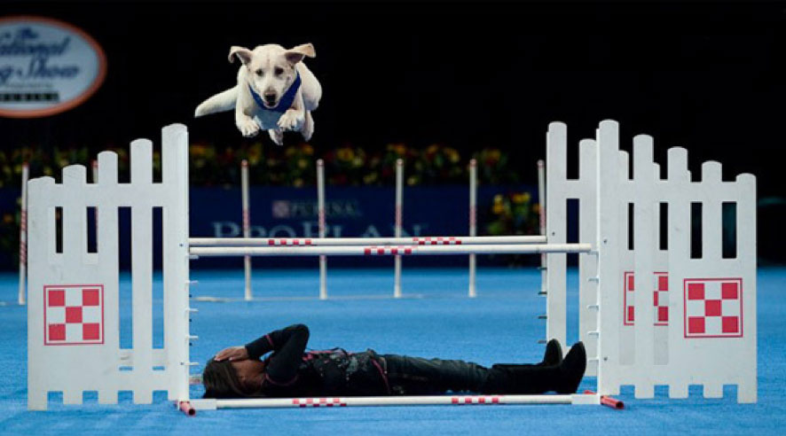 The National Dog Show presented by Purina®